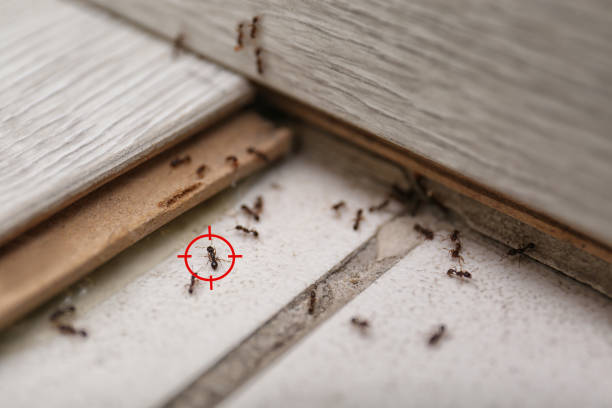 Best Best Pest Control Companies  in Itasca, TX