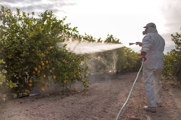Best Affordable Pest Control Services  in Itasca, TX