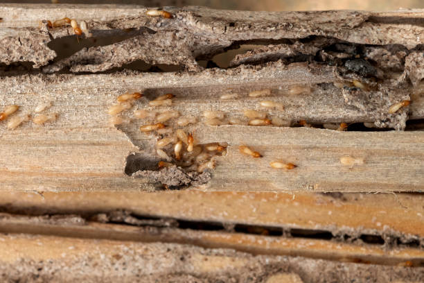 Itasca, TX Pest Control Company