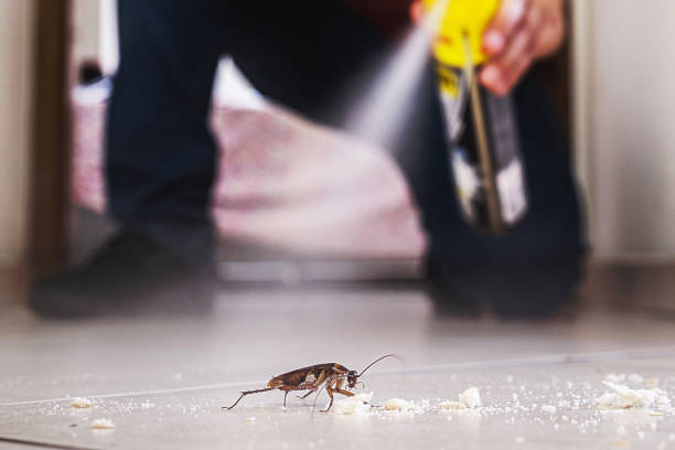 Best Termite Control Services  in Itasca, TX